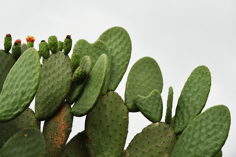 green cactus plants