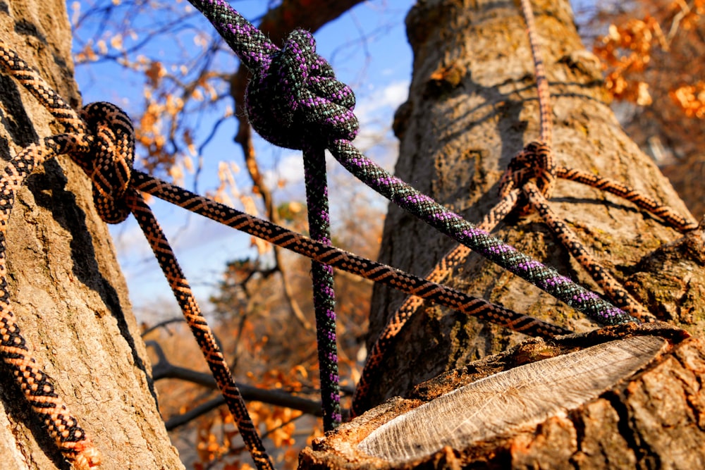 rope tied on tree
