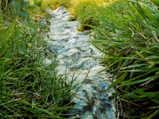 close up photo of green grass