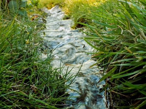 close up photo of green grass