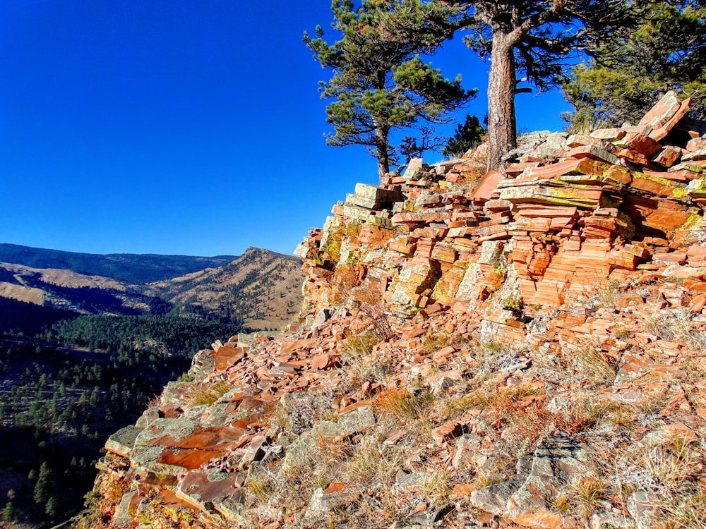 tree on cliff during daytime