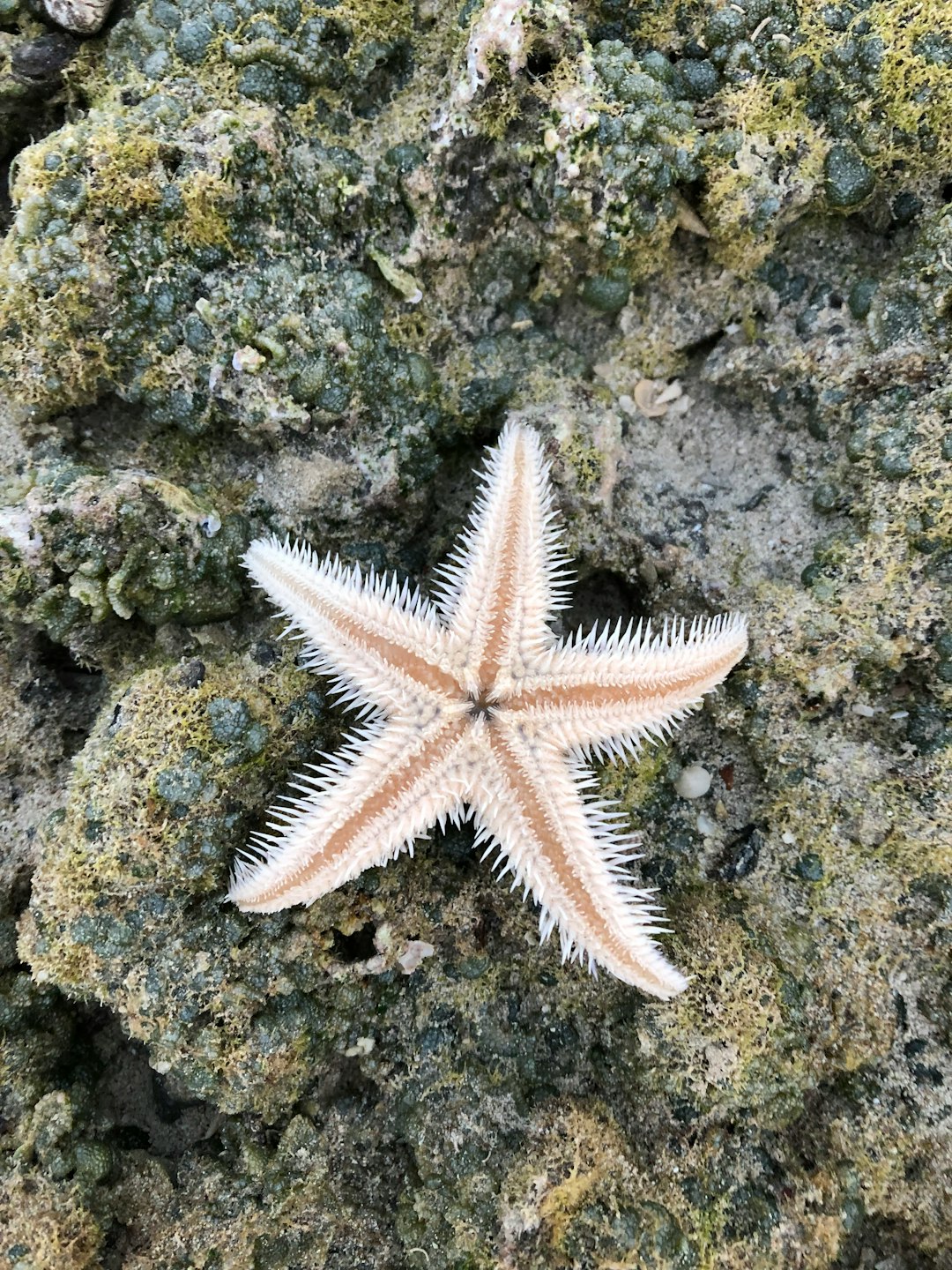 starfish