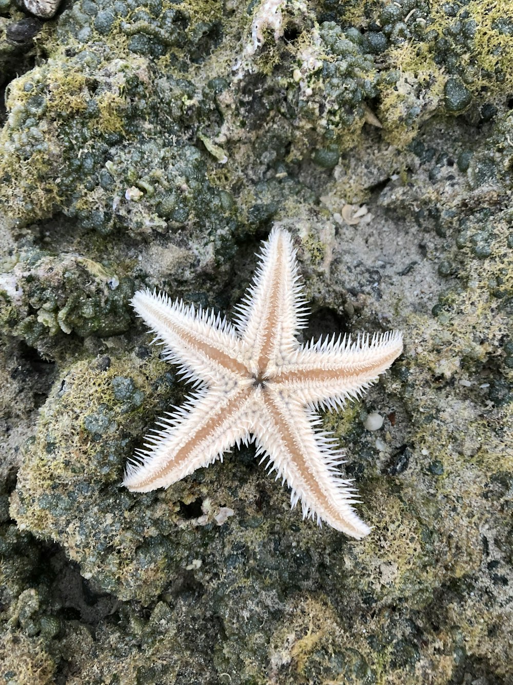 starfish on rock