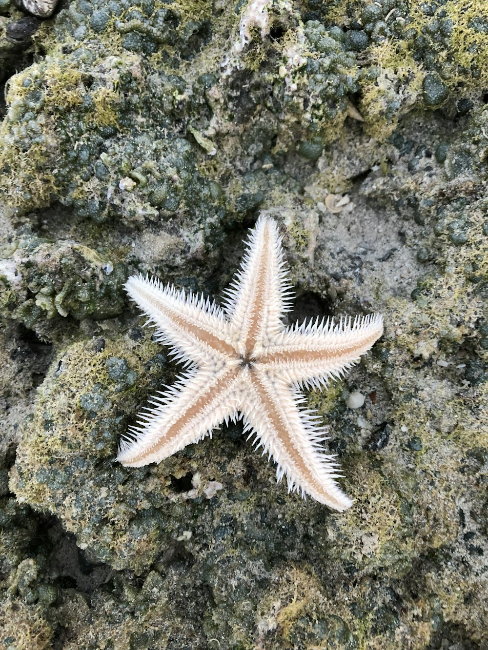 Estrella de mar en roca