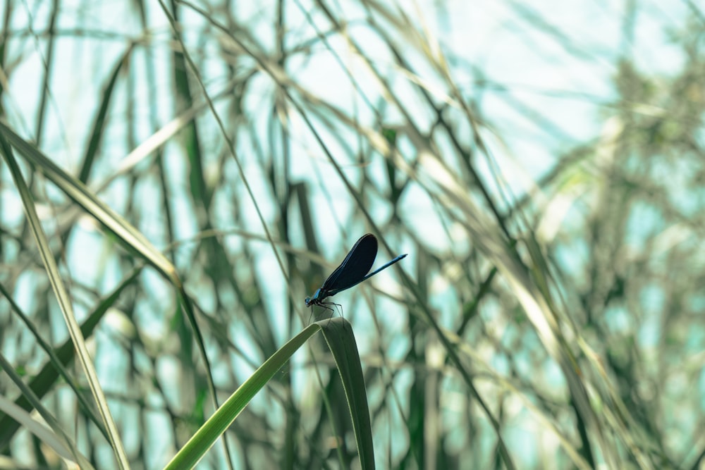 mosca nera della damigella sull'erba