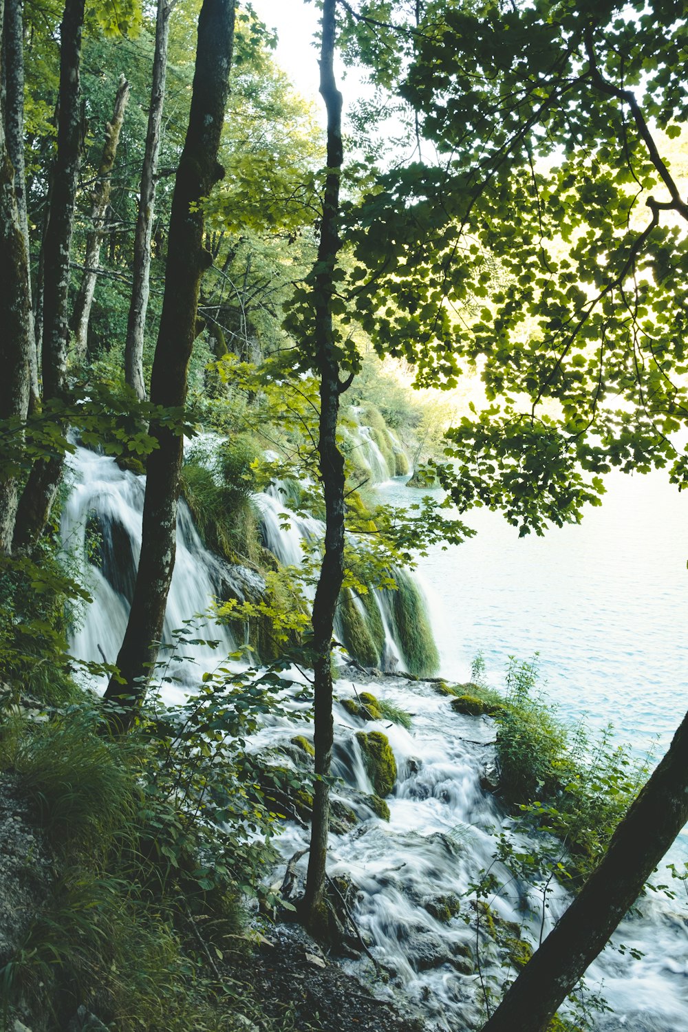 piante a foglia verde vicino a specchi d'acqua durante il giorno