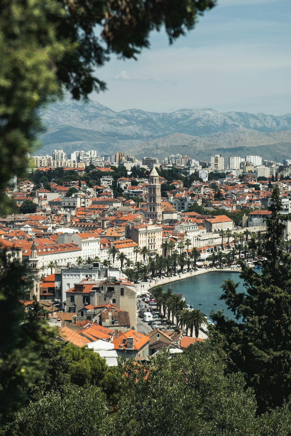 trees and buildings near body of water