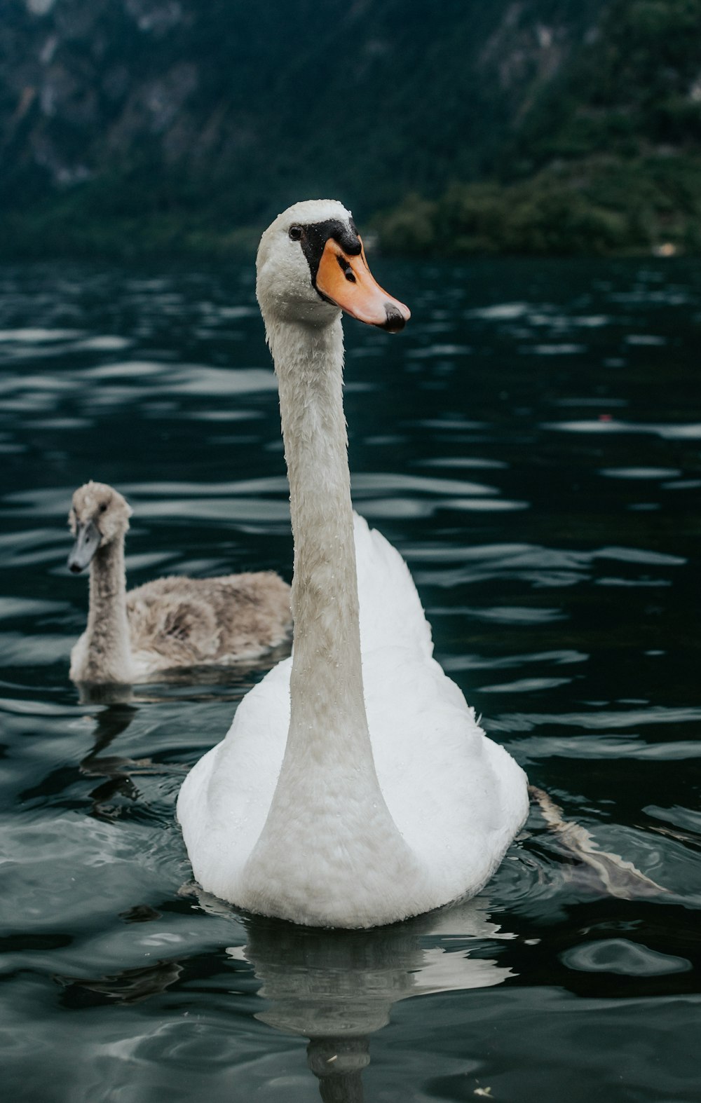 cisnes en el agua