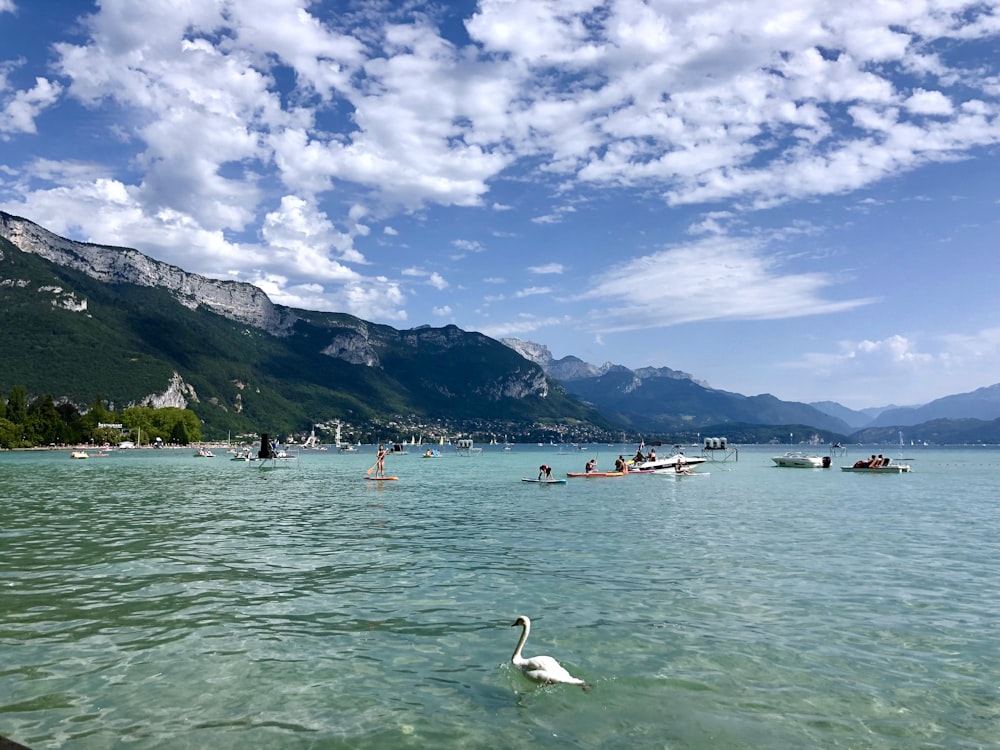 white swan on body of water across green and gray mountain during daytime