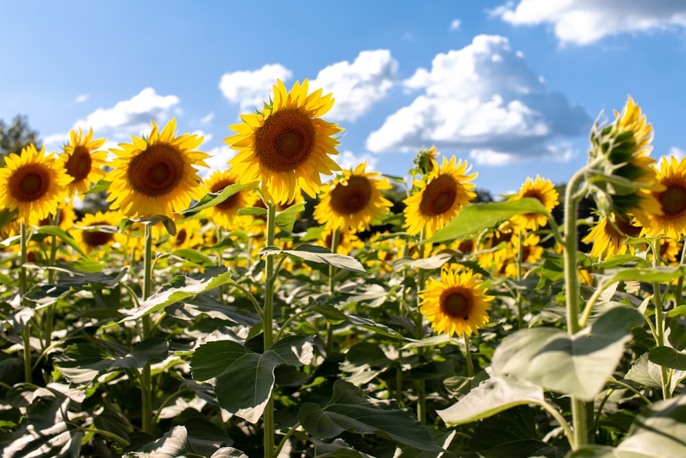 yellow sunflower