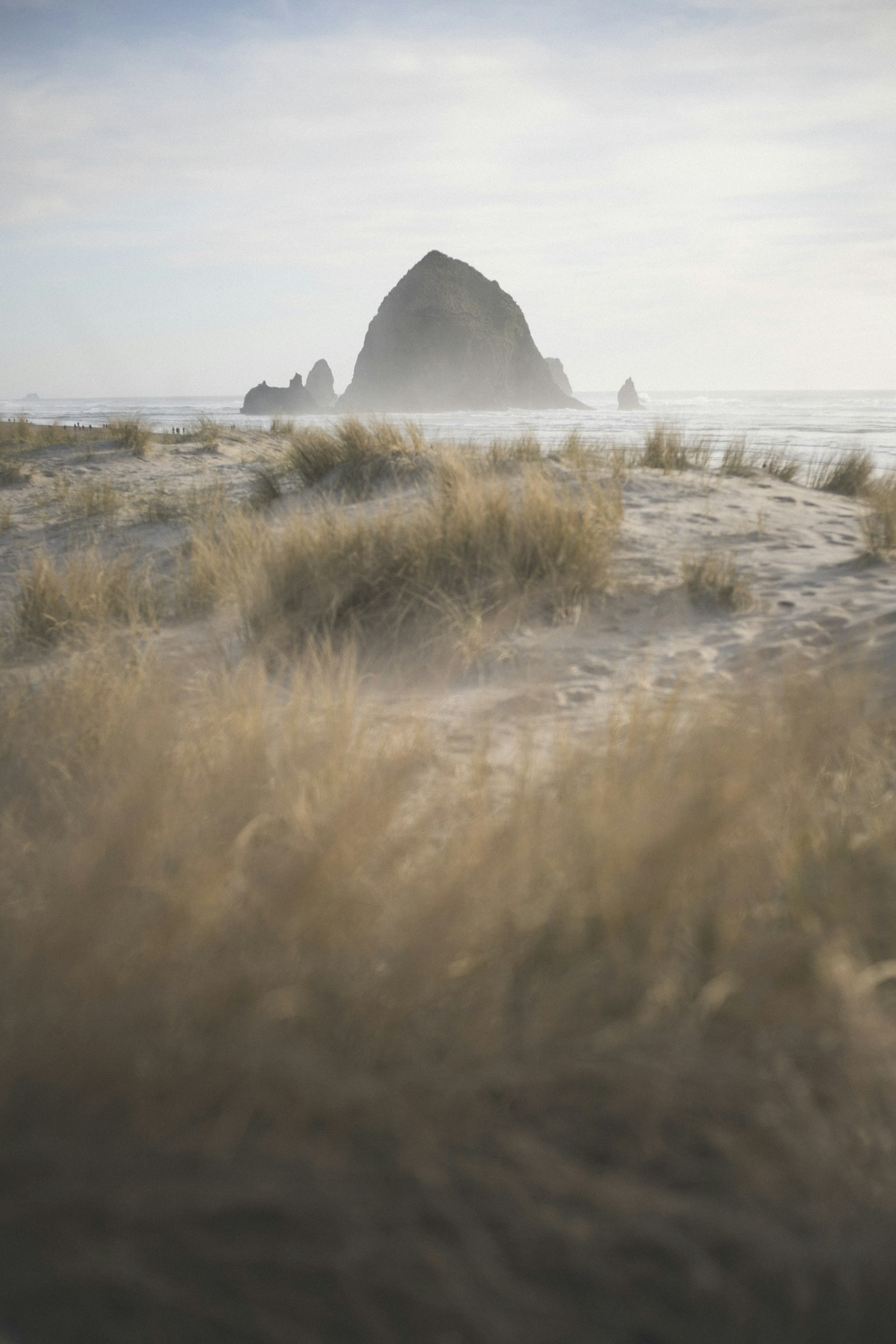 Canon EOS 6D Mark II + Canon EF 50mm F1.8 II sample photo. Dried grass photography