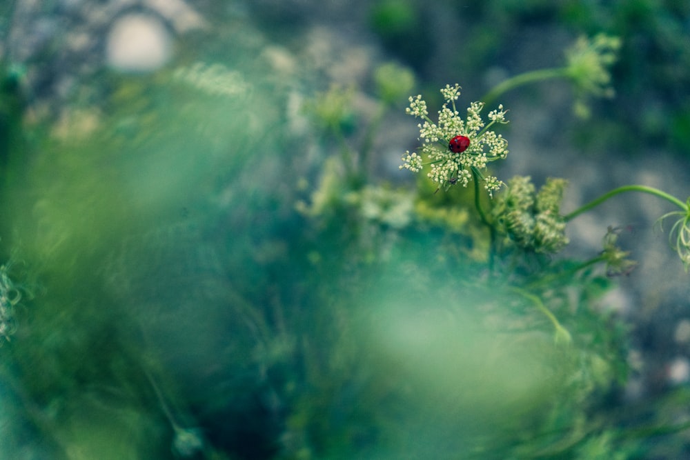 緑の葉の植物