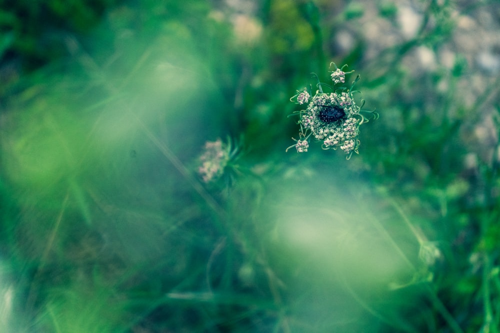 green-leafed plant