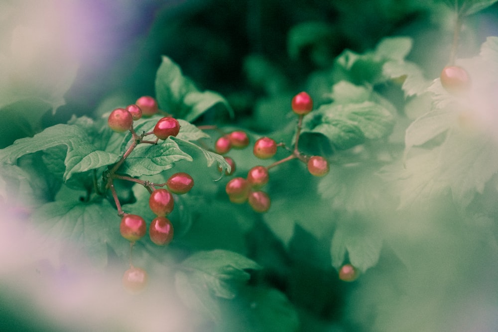 closeup photo of red berries