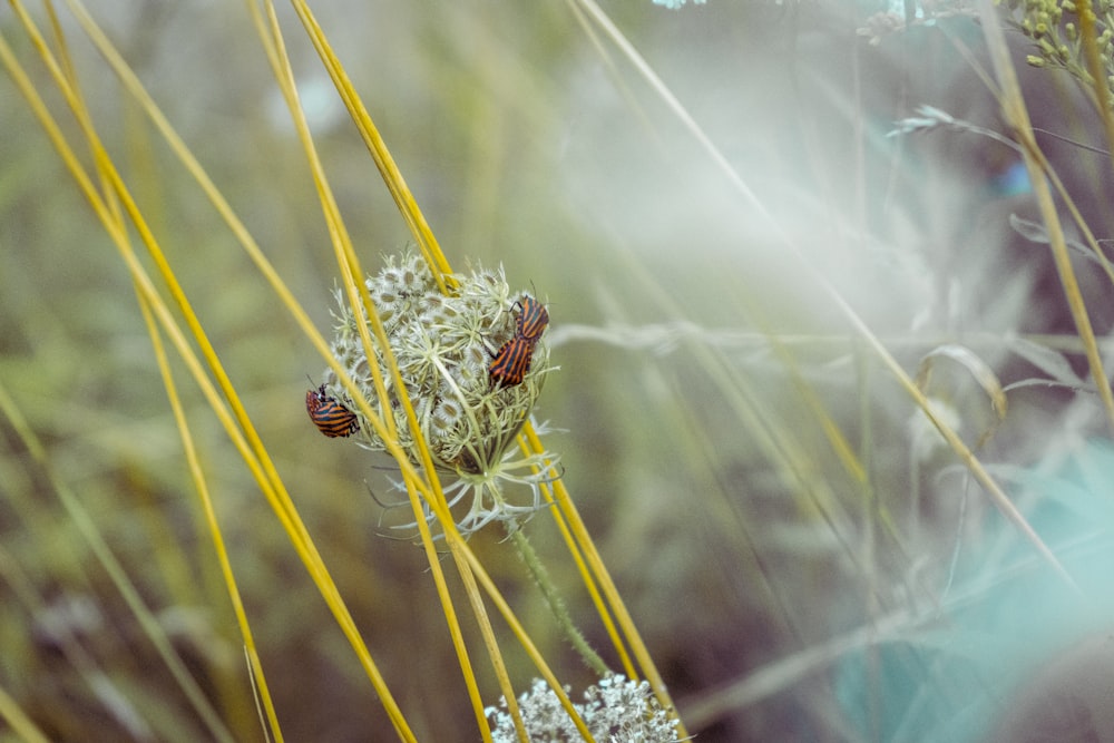 shallow focus photography of green-leafed plant