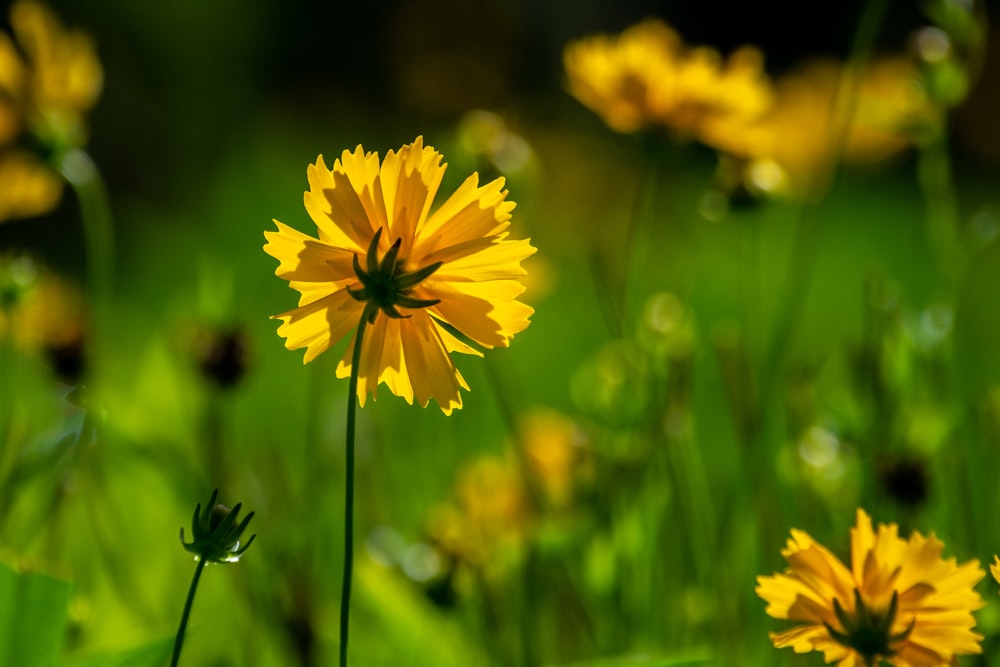 bed of yellow flowers