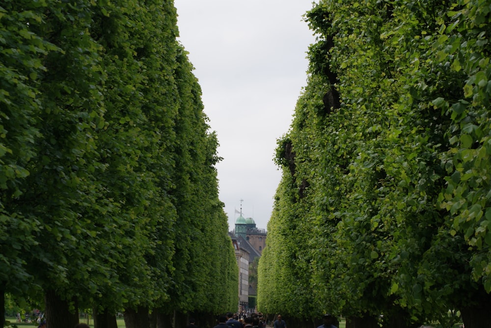 green-leafed trees