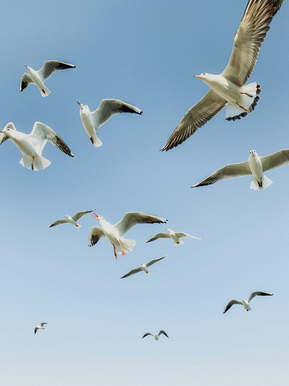 white seagulls flying across blue sky