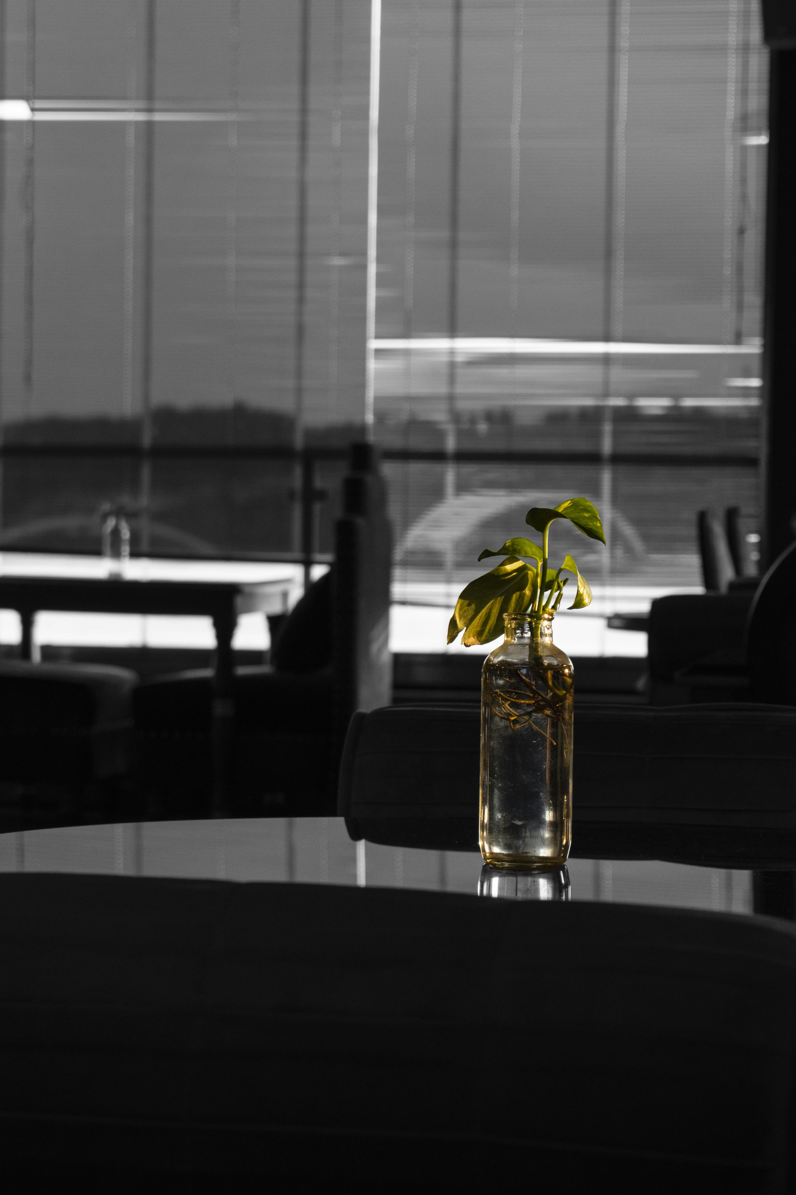 Green-leafed plants photo – Free Bamland shopping mall Image on Unsplash