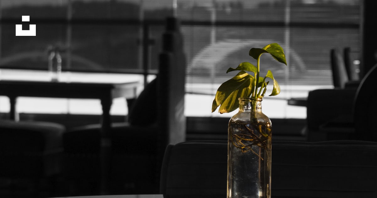 Green-leafed plants photo – Free Bamland shopping mall Image on Unsplash