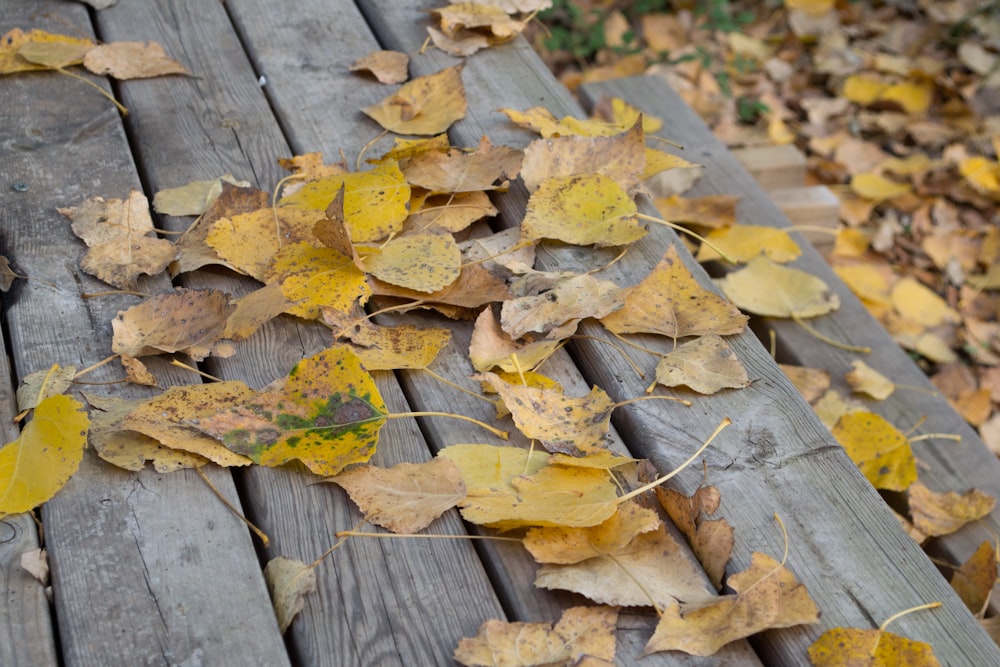 yellow and brown dried leaves