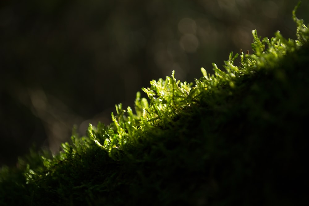 green grass close-up photography