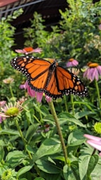 orange batterfly on flower in a field