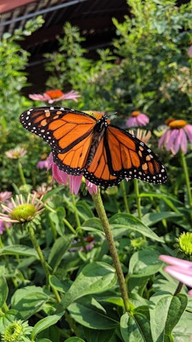 orange batterfly on flower in a field
