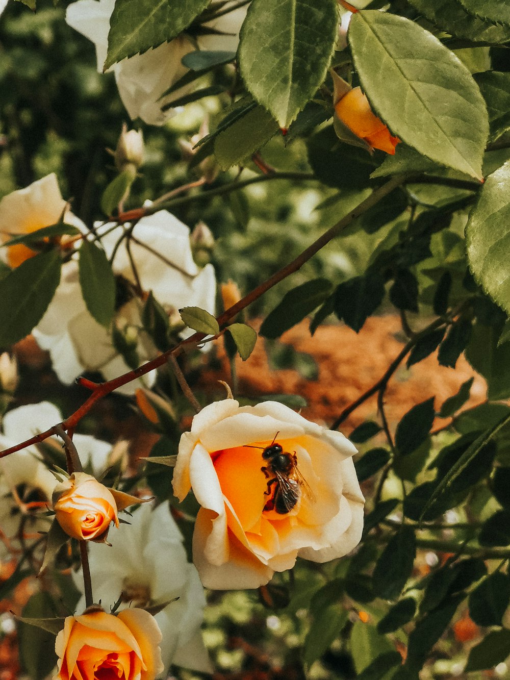 bee on yellow and white petaled flower