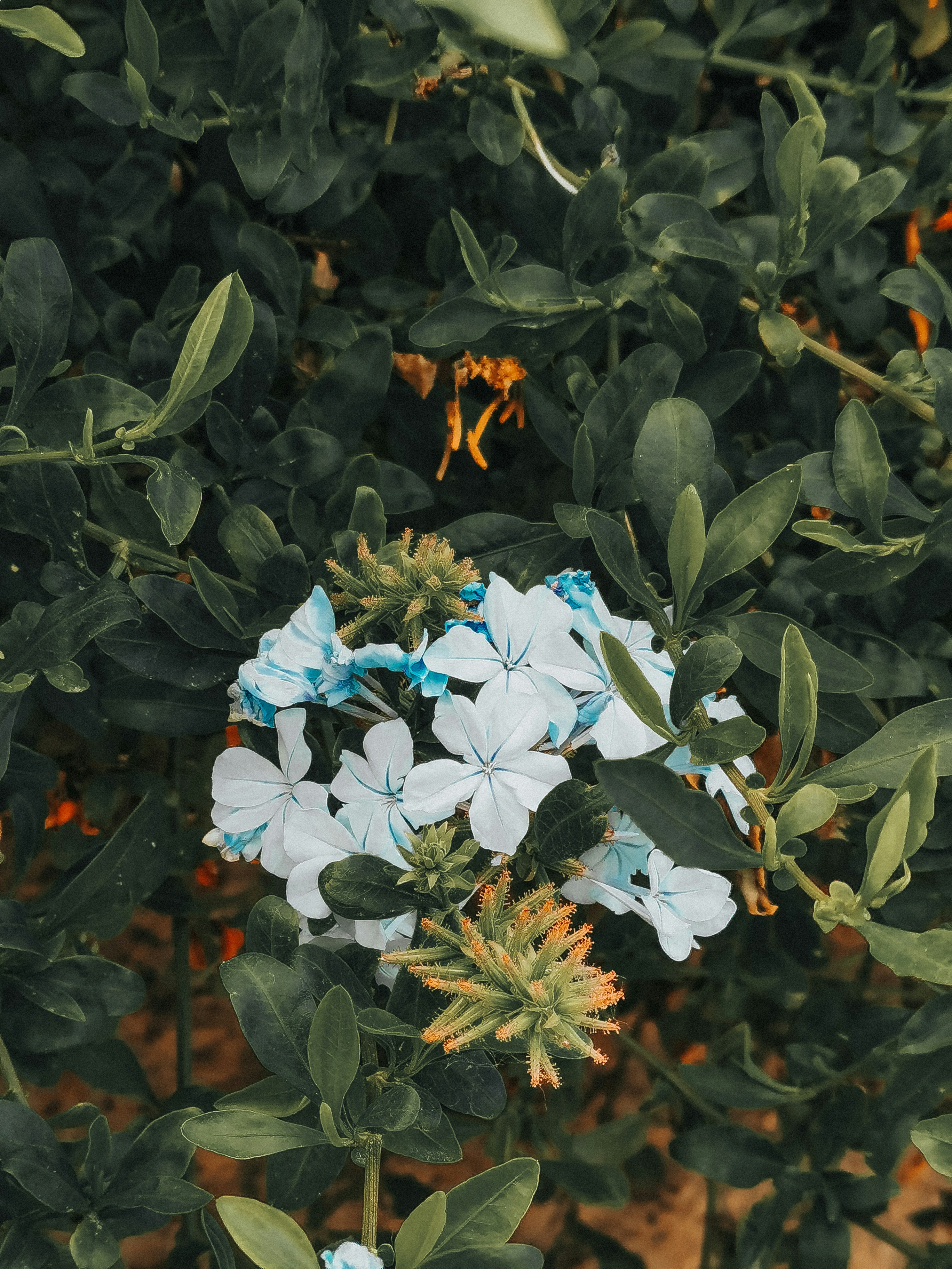 Photo by mngrphc