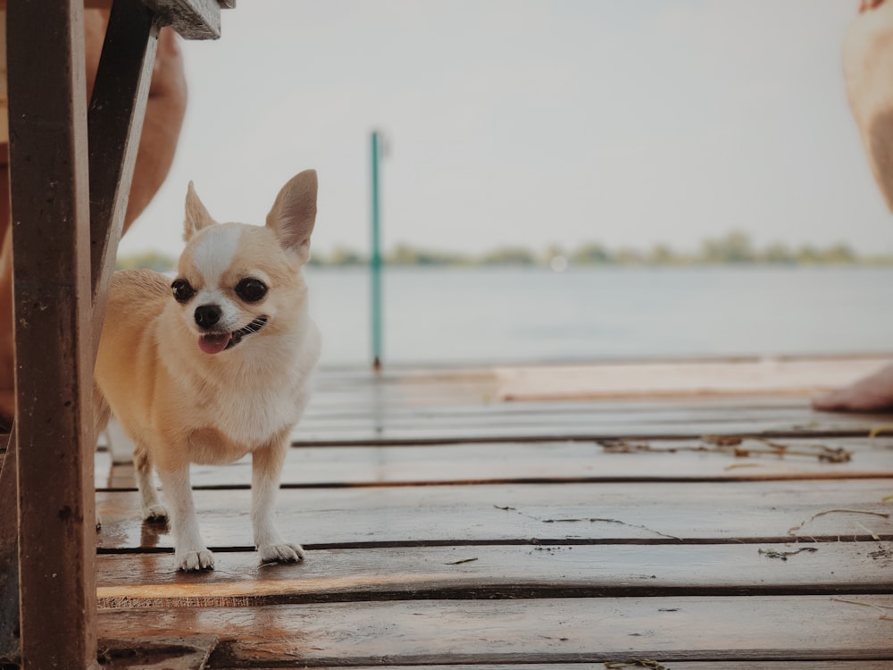 white Chihuahua near table