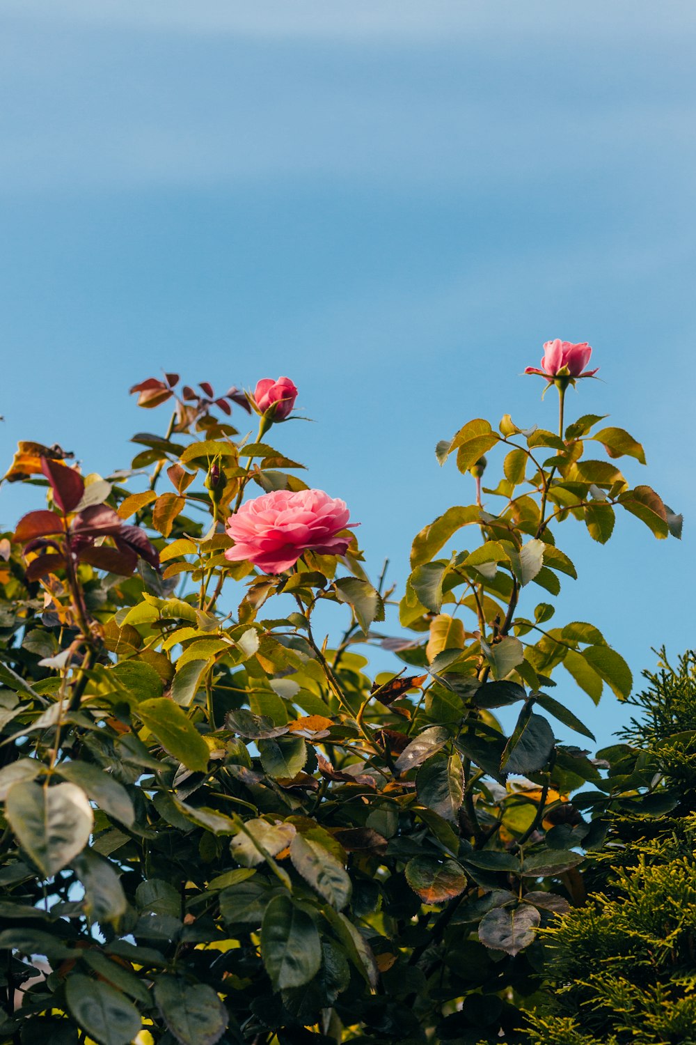 pink rose flowers in bloom