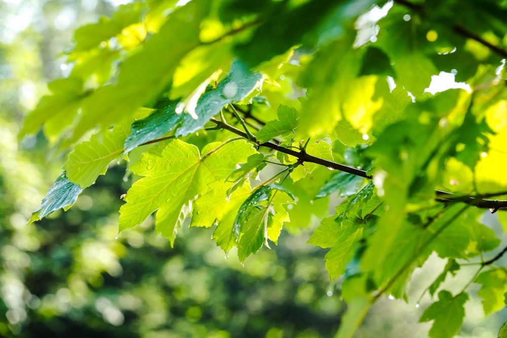 green plant close-up photography