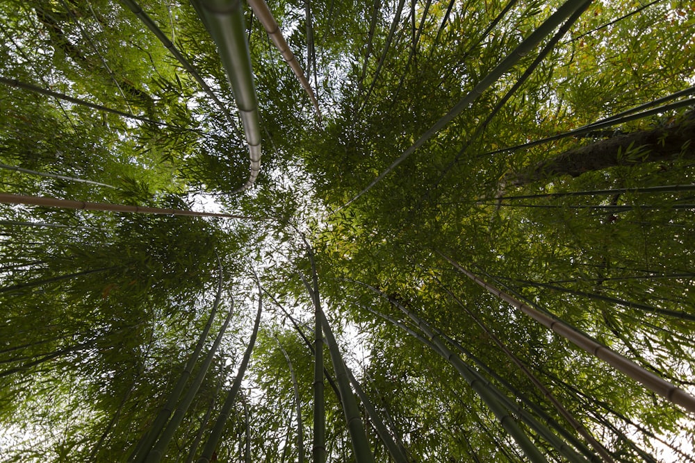 low angle view of green trees