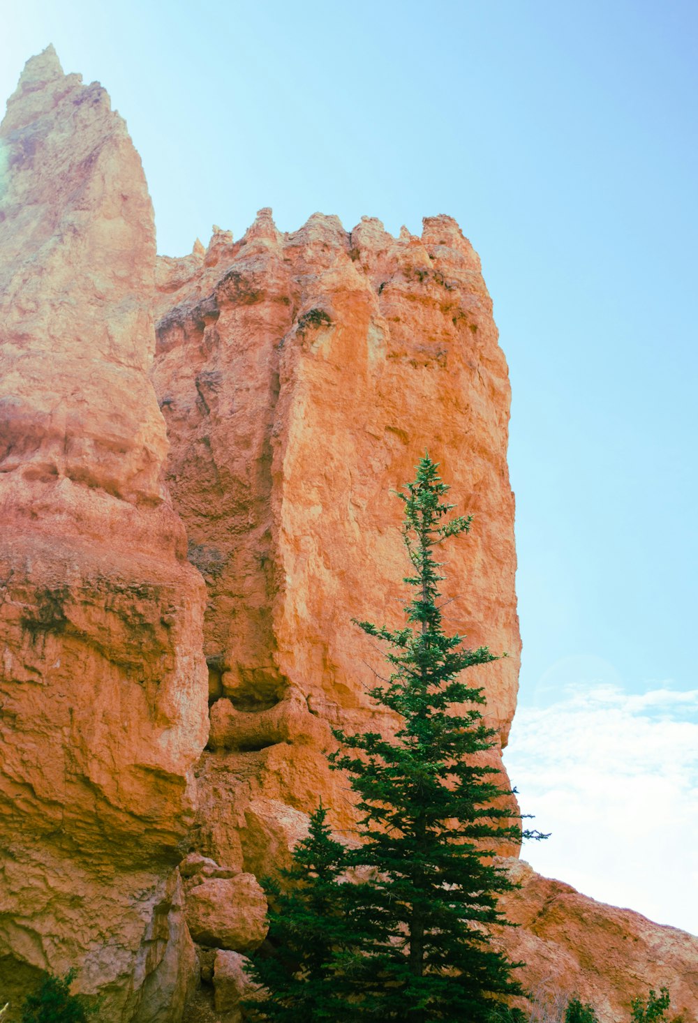 tree near rock formation