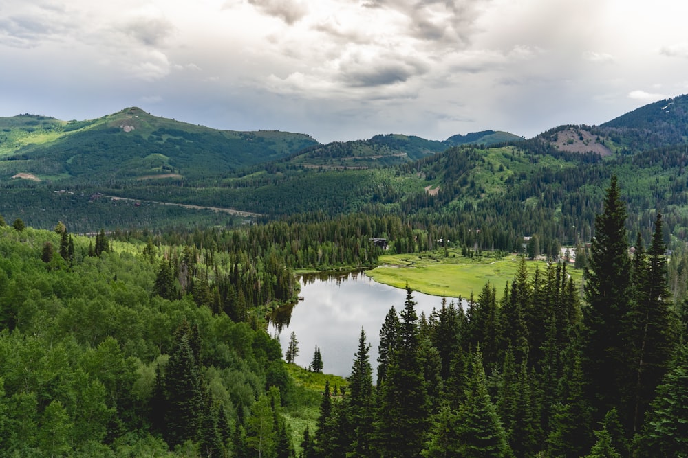 field of green trees