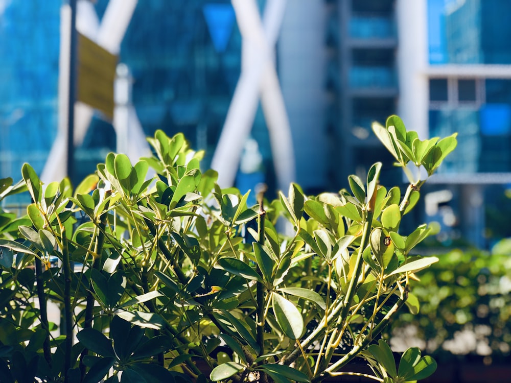 pianta verde vicino all'edificio durante il giorno