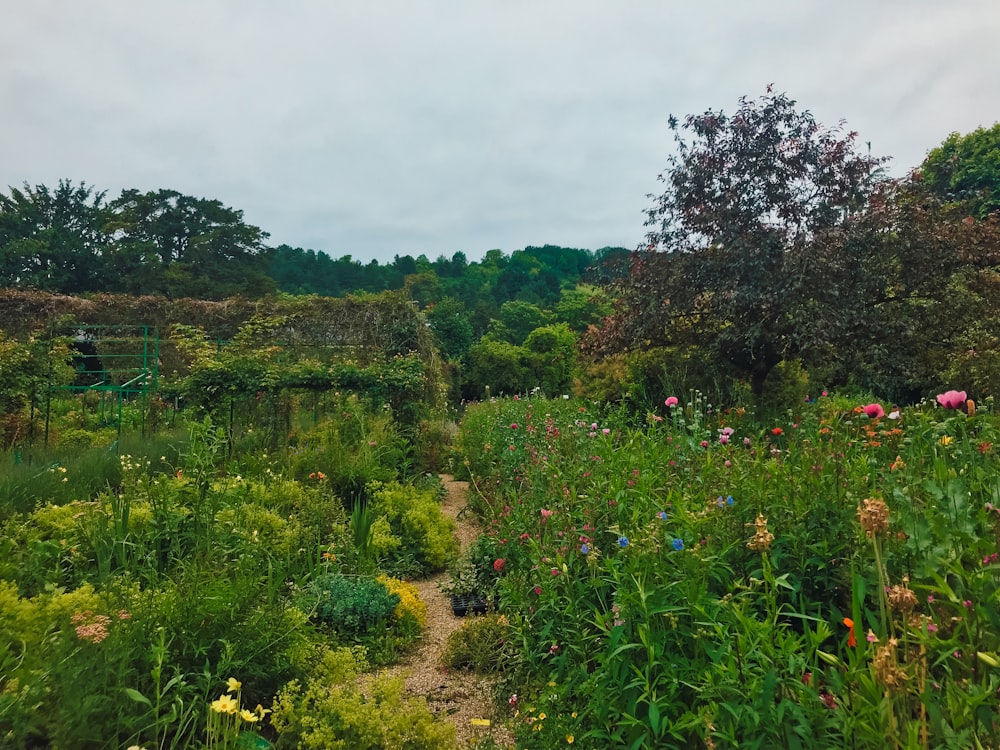 green-leafed plants and trees