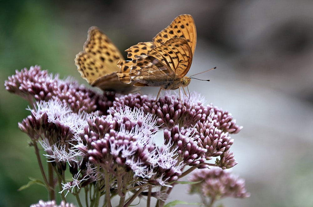 brauner Schmetterling auf rosa Blume