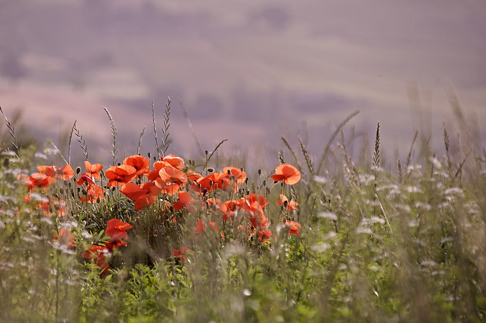 red poppy flower