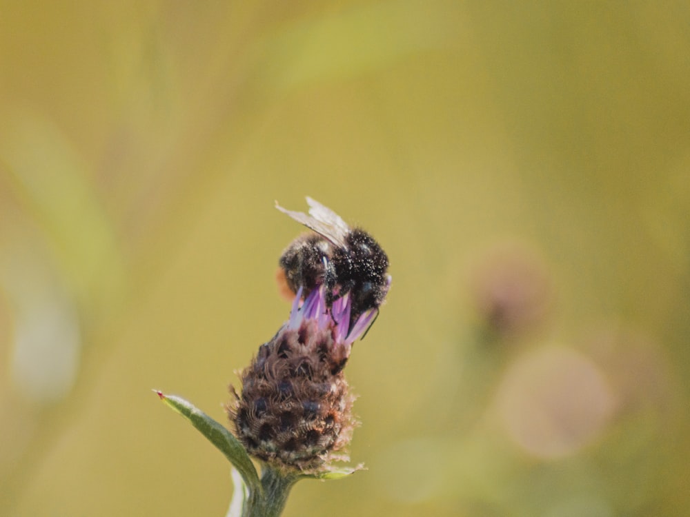 bee on flower