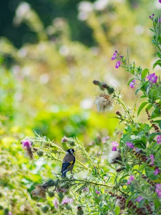 A serene scene of a flame bowerbird perched amidst lush green foliage, highlighting the rare beauty Sako Tours offers.