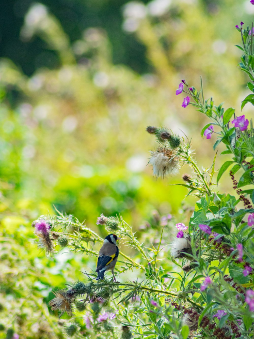 pássaro em uma planta de flor close-up fotografia