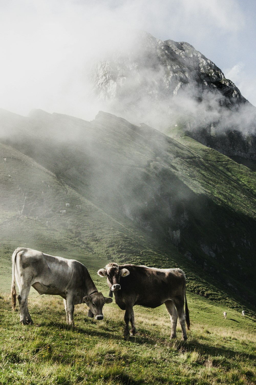 cattle in green field viewing moutain