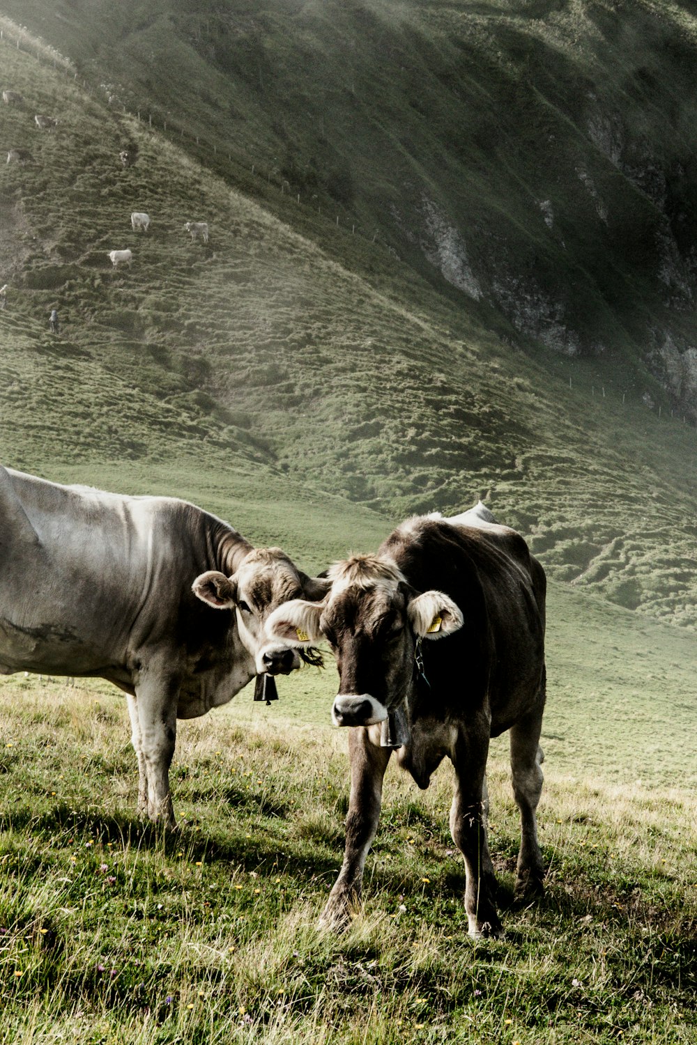 two brown cow