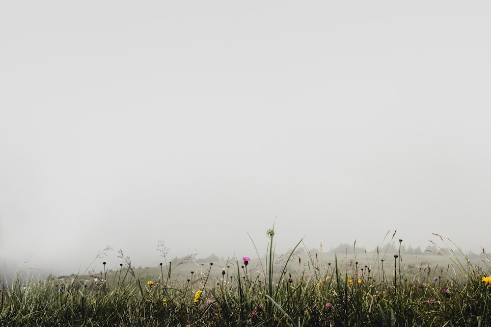 green grass field covered with fogs