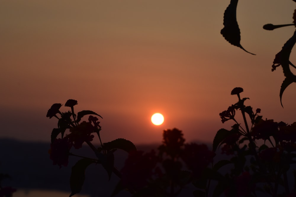 silhouette of plants