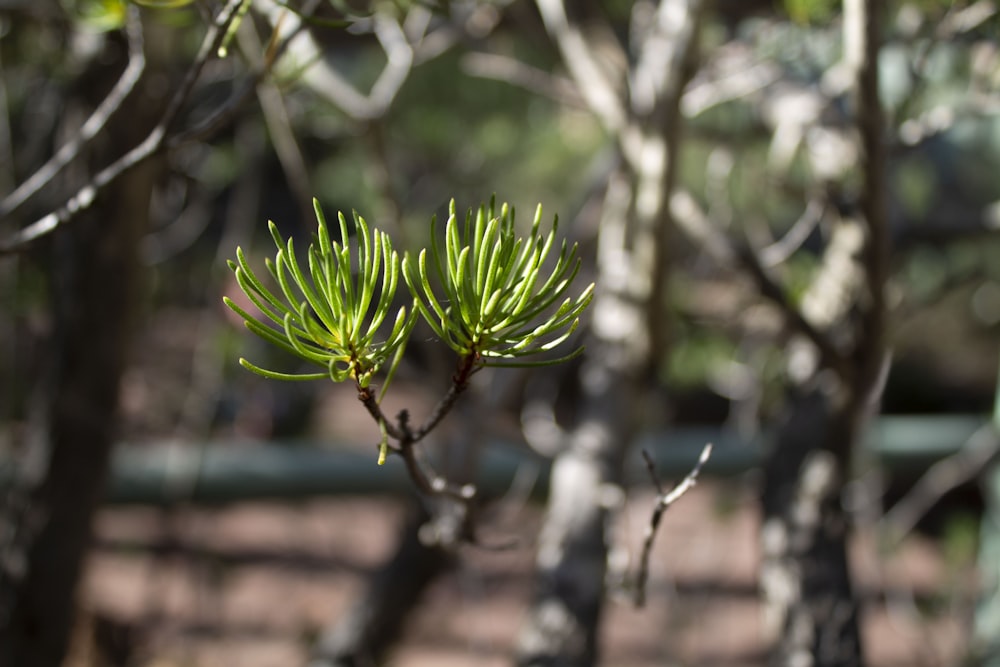 selective focus of tree leaves