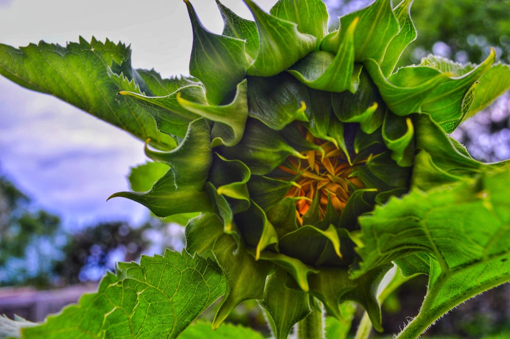 yellow and green sunflower