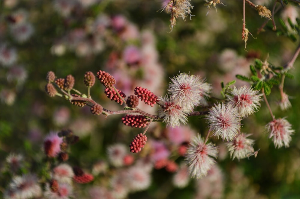 white flowers in bloom